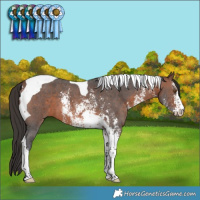 Horse Color:Brown Sabino Tobiano