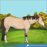 Horse Color:Bay Dun 