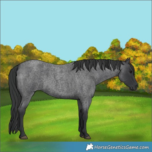 Horse Color:Blue Roan 