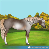 Horse Color:Gray White Spotted Chocolate Palomino 
