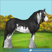 Horse Color:Gray White Spotted Brown 