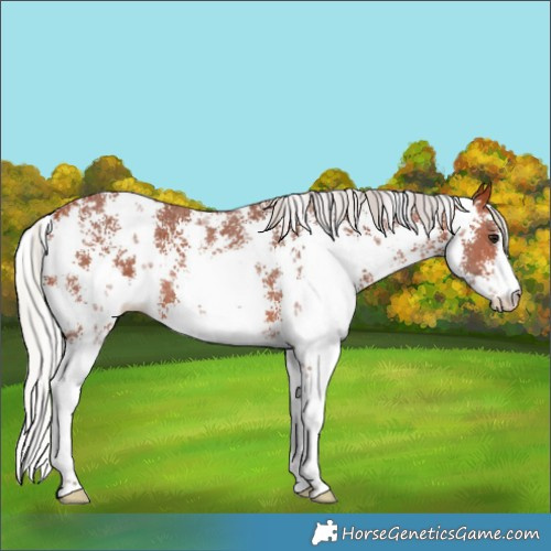Horse Color:Silver Bay Sabino 