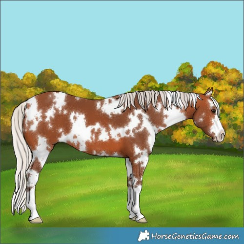 Horse Color:White Spotted Silver Bay 