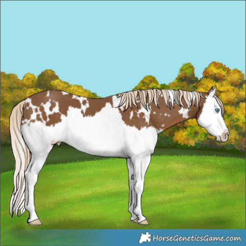 Horse Color:White Spotted Chocolate Palomino Splash 
