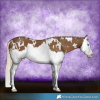 Horse Color:White Spotted Chocolate Palomino Splash