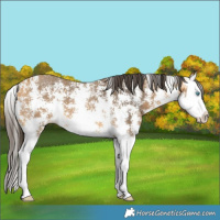 Horse Color:Buckskin Sabino Splash 