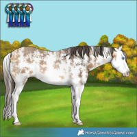 Horse Color:Buckskin Sabino Splash 