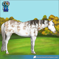 Horse Color:Buckskin Sabino Splash