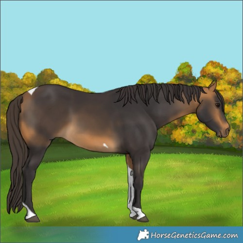 Horse Color:Buckskin Tobiano 