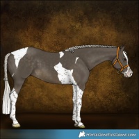 Horse Color:Silver Smoky Black Splash Tobiano