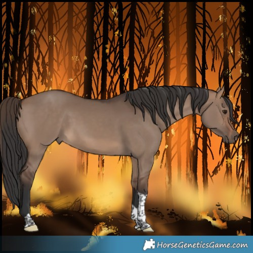 Horse Color:Brown Dun Tobiano 