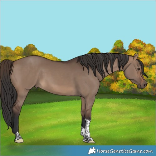 Horse Color:Brown Dun Tobiano 