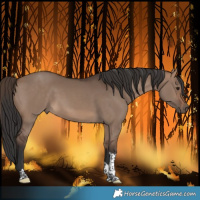 Horse Color:Brown Dun Tobiano 