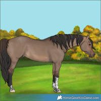 Horse Color:Brown Dun Tobiano 