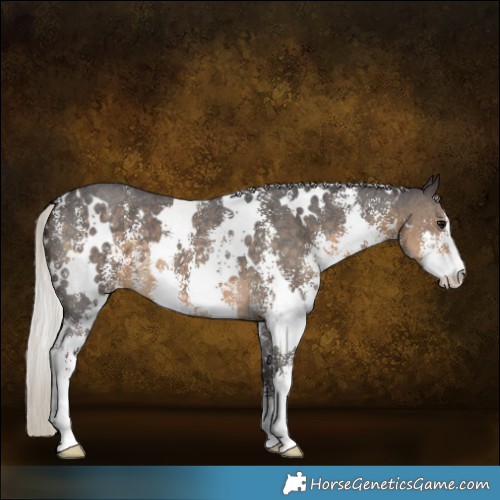 Horse Color:White Spotted Silver Smoky Black Sabino 