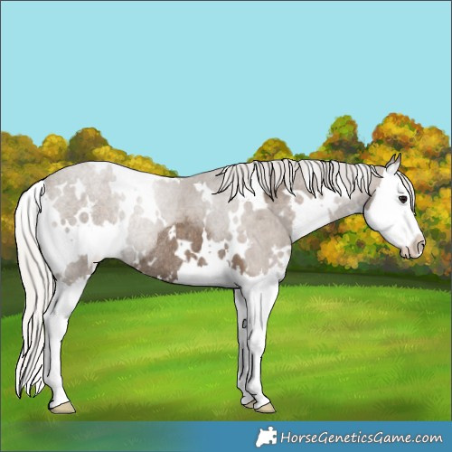 Horse Color:White Spotted Silver Smoky Black Splash Rabicano 