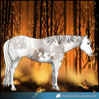 Horse Color:White Spotted Silver Smoky Black Splash Rabicano