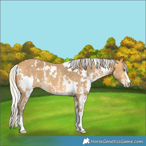 Horse Color:White Spotted Silver Buckskin Sabino 