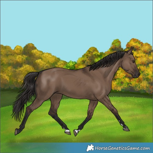 Horse Color:Liver Red Dun Rabicano 