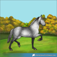 Horse Color:Gray White Spotted Liver Chestnut 