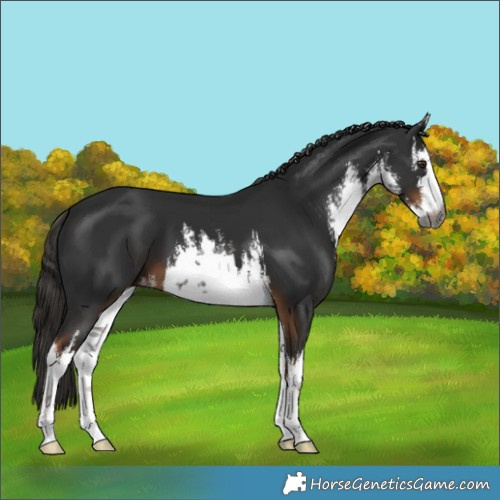 Horse Color:Gray White Spotted Liver Chestnut 