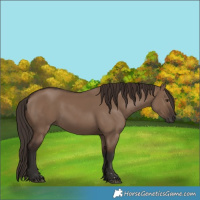 Horse Color:Liver Red Dun Rabicano 
