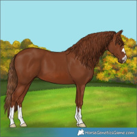Horse Color:Chestnut 