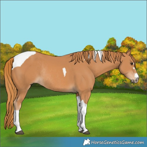 Horse Color:Chestnut Tobiano Rabicano 