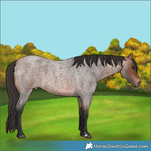 Horse Color:Bay Roan 