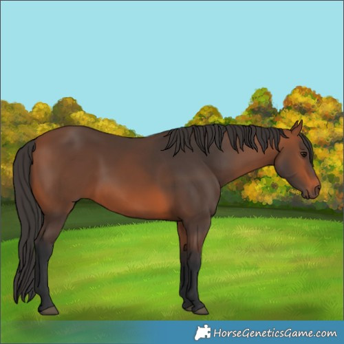 Horse Color:Bay 