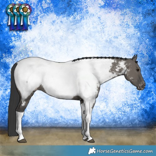 Horse Color:Grullo Tobiano Appaloosa Rabicano 