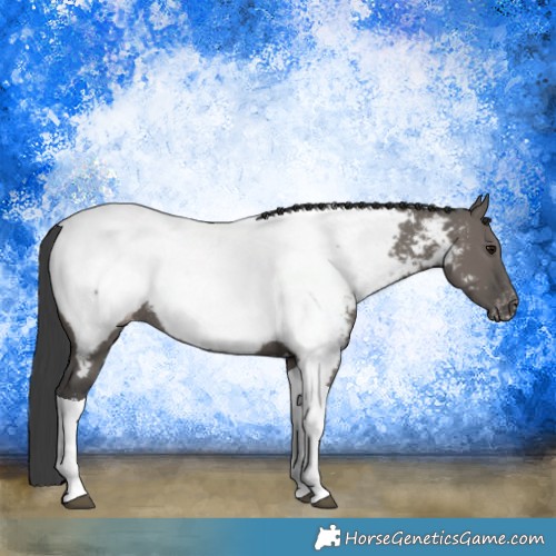 Horse Color:Grullo Tobiano Appaloosa Rabicano 