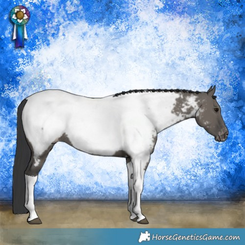 Horse Color:Grullo Tobiano Appaloosa Rabicano 