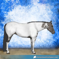 Horse Color:Grullo Tobiano Appaloosa Rabicano 