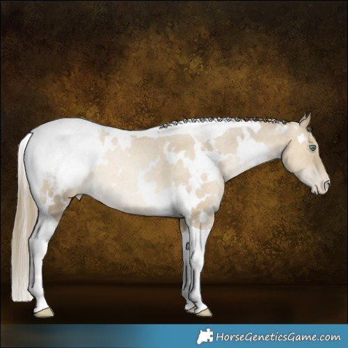 Horse Color:White Spotted Smoky Grullo Snowdrop Tobiano Appaloosa Rabicano