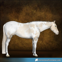Horse Color:White Spotted Smoky Grullo Snowdrop Tobiano Appaloosa Rabicano 