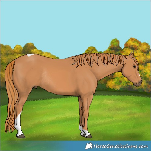 Horse Color:Chestnut Tobiano Rabicano 