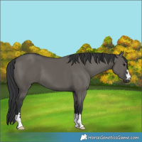 Horse Color:Grullo 