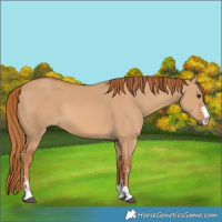 Horse Color:Red Dun 