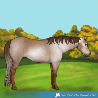 Horse Color:Gray Red Dun 