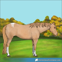 Horse Color:Chestnut Tobiano Varnish 