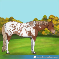 Horse Color:Chestnut Tobiano Near Leopard