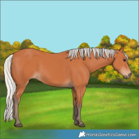 Horse Color:Silver Bay 