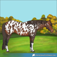 Horse Color:Bay Tobiano Near Leopard 