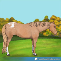 Horse Color:Chestnut Tobiano Varnish