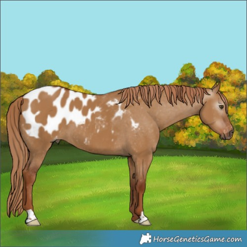 Horse Color:Gray Red Dun Appaloosa