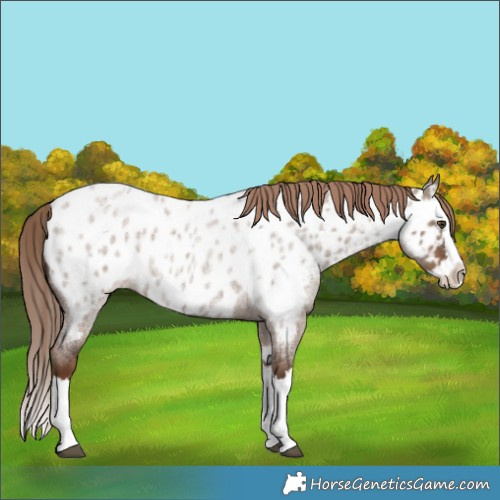 Horse Color:Liver Red Dun Roan Splash Appaloosa Rabicano 