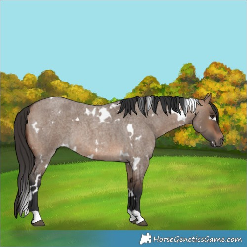 Horse Color:White Spotted Brown Roan Dun 