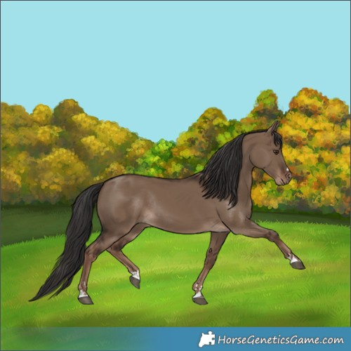 Horse Color:Liver Red Dun Rabicano 