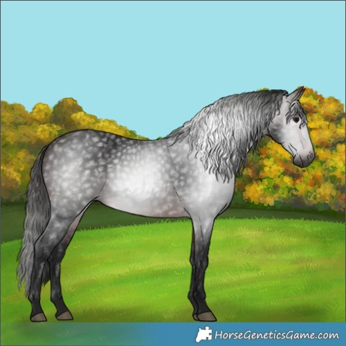 Horse Color:Gray White Spotted Bay